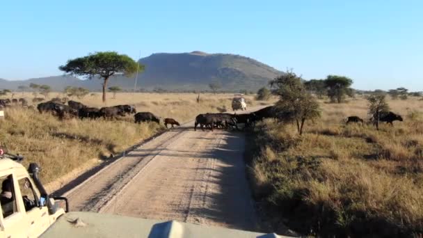Wasserbüffel Überqueren Eine Schotterstraße Der Serengeti Vor Safari Fahrzeugen — Stockvideo