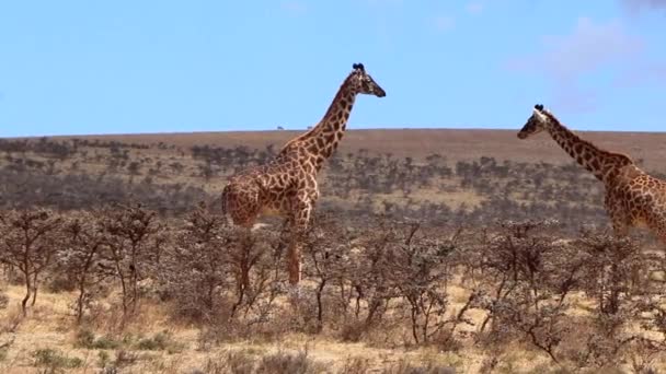 Reticulated Giraffe Walking Annan Serengeti Tanzania Varm Solig Dag — Stockvideo