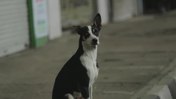 Stray Dog Streets India Slow Motion Shot — Stockvideo