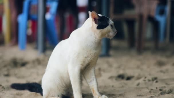 White Black Cat Sitting Sand Looking Camera Moving Ears Slow — Video