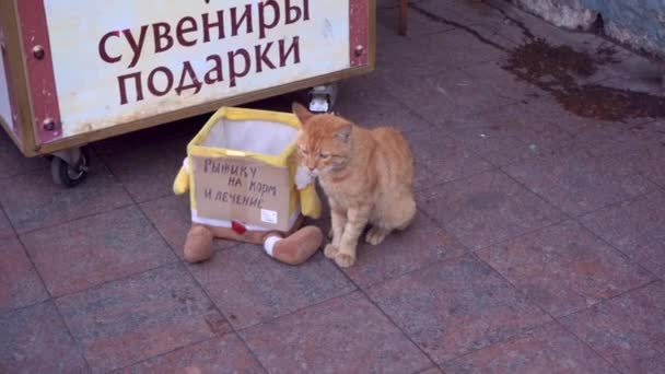 Грустный Старый Желтый Бродячий Кот Просит Рыбу Лечение Улице — стоковое видео