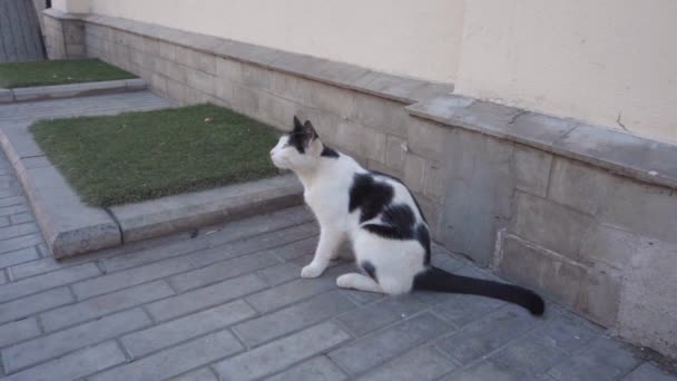 Black White Stray Alley Cat Turning Head Slow Motion — Stock Video