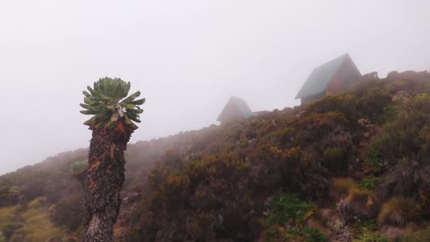 Static Shot Giant Groundsel Senecio Kilimanjari Cottages Horombo Hut Mount — Stockvideo