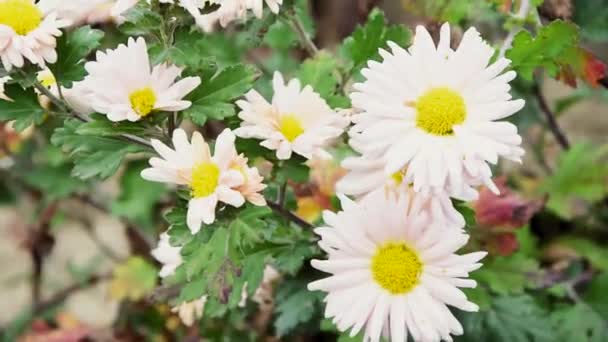 White Autumn Flowers Garden — Stockvideo