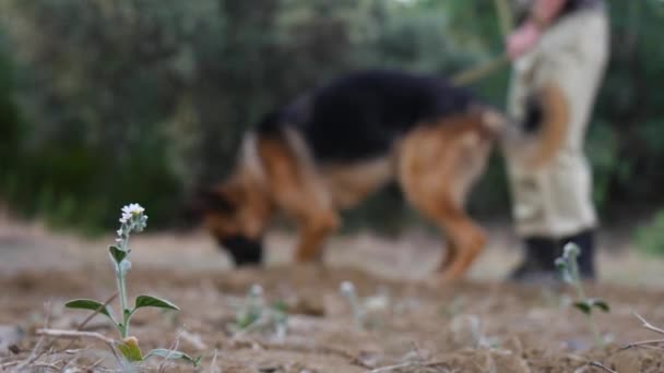 Armádní Pes Vyčmuchá Najde Něco Lese — Stock video