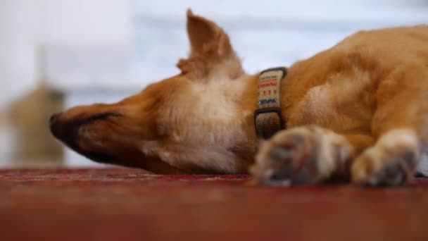 Low Angle View Sleepy Dog Relaxing Stretching Carpeted Floor — Stok video