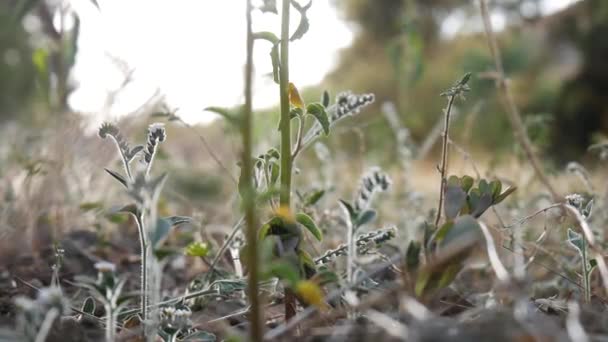 Vue Angle Bas Groupe Recherche Armée Marchant Travers Herbe Avec — Video