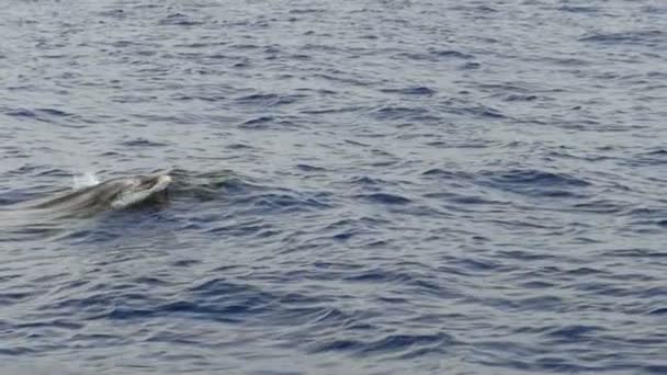 Медленное Движение Дельфинов Атлантическом Океане Вблизи Тенерифе — стоковое видео