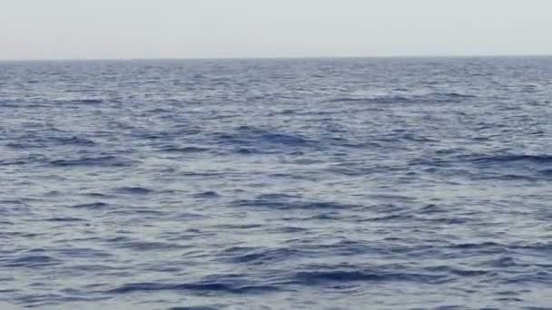 Slow Motion Shot Dolphins Atlantic Ocean Tenerife — Stock video