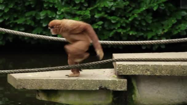 サルのギボン猿が座ってロープの上を歩いて動物園で揺れる — ストック動画