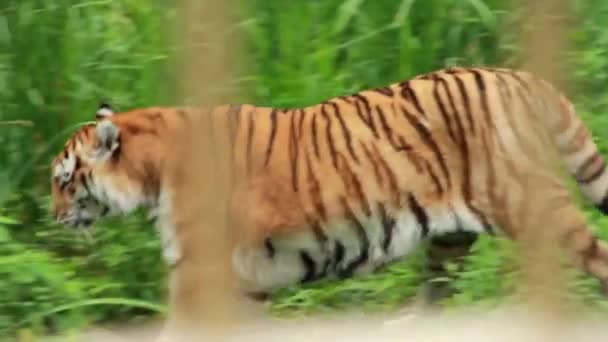 Tiger Walking Grass Zoo — стоковое видео