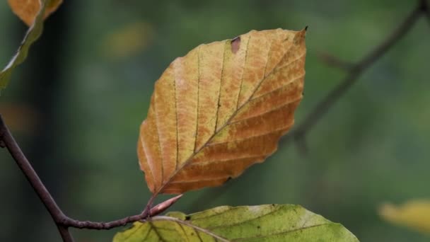 All Shades Autumn Show Leaves Change Colour Woodland Worcestershire Blow — Stok video