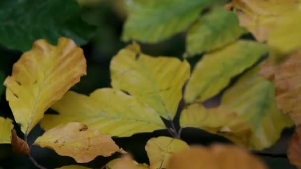 All Shades Autumn Show Leaves Change Colour Woodland Worcestershire Blow — Stock video