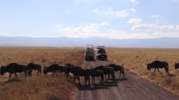 Clipe Uma Manada Gnus Connochaetes Taurinus Gnu Marchando Através Uma — Vídeo de Stock