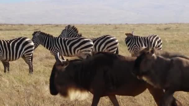 Клип Стада Антилоп Connochaetes Taurinus Gnu Марширующих Мимо Зебры Equus — стоковое видео