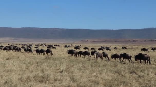 Slow Motion Clip Herd Wildebeest Connochaetes Taurinus Gnu Marching Open — Stock Video