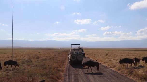 ンゴロンゴロクレータータンザニアでの移行期にサファリカー間の道路を行進する野生の群れ コノシェタウリヌスまたはグヌ — ストック動画