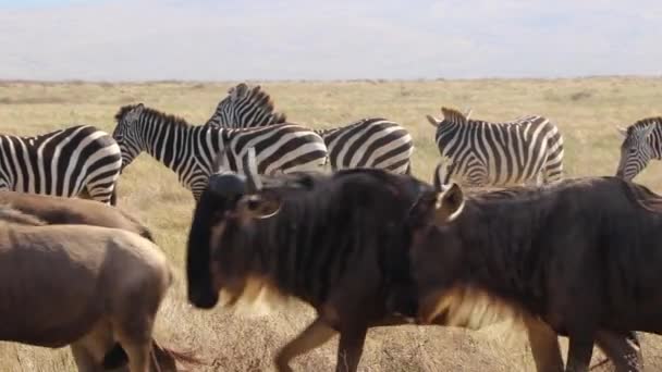 Замедленная Съемка Стада Антилоп Connochaetes Taurinus Gnu Марширующих Мимо Зебры — стоковое видео