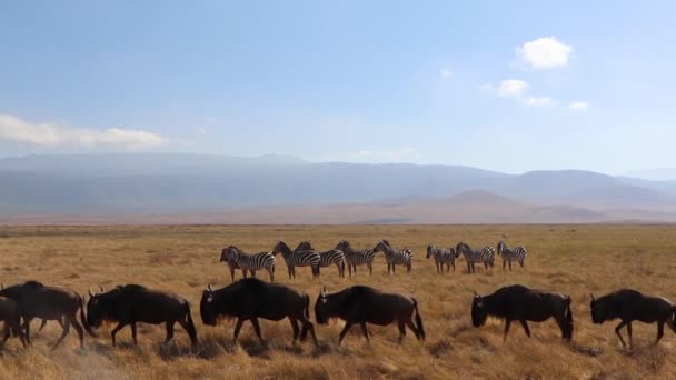 在坦桑尼亚恩戈隆戈罗火山口的斑马 前波切尔斑马或波切尔斑马前斑马前斑马或波切尔斑马前斑马行经斑马时 一群羚羊的慢动作片段 — 图库视频影像
