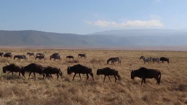 群れの野生動物 コノシェのタウリヌスまたはグヌのスローモーションクリップは Ngorongoroクレータータンザニアの移行期にオープン平野を行進します — ストック動画