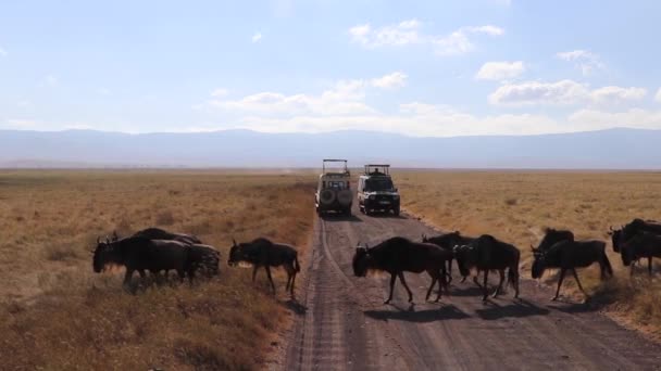 在坦桑尼亚恩戈隆戈罗火山口的迁移季节 一群羚羊 图林努斯或Gnu正在穿越一条穿越狩猎车之间的公路 — 图库视频影像