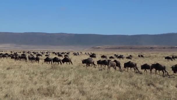 Ngorongoroクレータータンザニアでの移行期にオープン平野を横切って行進する群れの野生動物 コノシェタウリヌスまたはグヌのクリップ — ストック動画