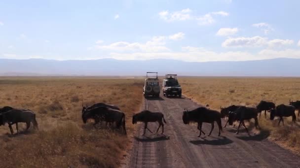ンゴロンゴロクレータータンザニアでの移行期にサファリカー間の道路を行進する野生の群れ コノシェタウリヌスまたはグヌ — ストック動画