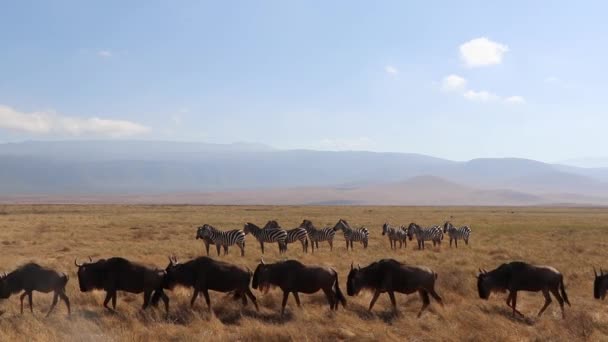 在坦桑尼亚恩戈隆戈罗陨石坑中 一群羚羊 金牛或纳乌走过斑马 马库斯 Equus Quagga 或马库斯 伯奇利 Equus Burchelli — 图库视频影像