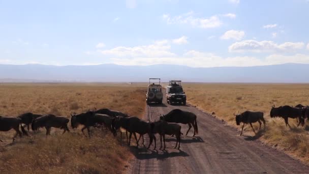 野生動物の群れ コノシェのタウリヌスまたはグヌのスローモーションクリップは Ngorongoroクレータータンザニアの移行期にサファリカー間の道路を行進します — ストック動画