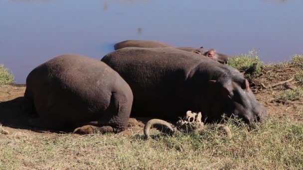 Close View Two Hippopotamus Hippo Hippopotamus Amphibius Resting Alongside Small — Stock Video