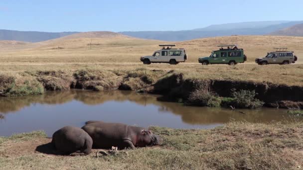 Clipe Câmera Lenta Dois Hipopótamos Hipopótamos Hipopótamos Anfíbios Descansando Lado — Vídeo de Stock