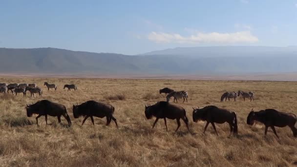 在坦桑尼亚恩戈龙戈罗陨石坑的迁移季节里 一头羚羊 金丝雀 金丝雀在一片开阔的平原上行进时的慢动作片段 — 图库视频影像