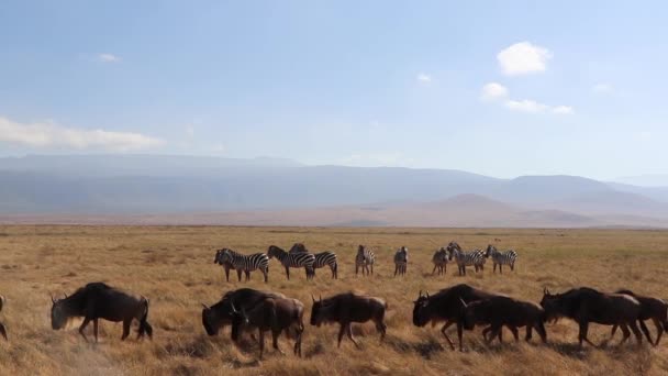 Ένα Κλιπ Αργής Κίνησης Ενός Κοπαδιού Wildebeest Connochaetes Taurinus Gnu — Αρχείο Βίντεο