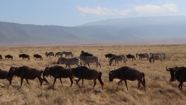 在坦桑尼亚恩戈隆戈罗火山口的斑马 前波切尔斑马或波切尔斑马前斑马前斑马或波切尔斑马前斑马行经斑马时 一群羚羊的慢动作片段 — 图库视频影像