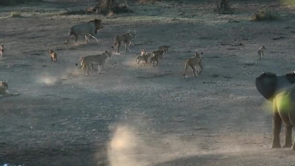 Elefante Africano Loxodonta Africana Perseguindo Grupo Leões Panthera Leo Kruger — Vídeo de Stock