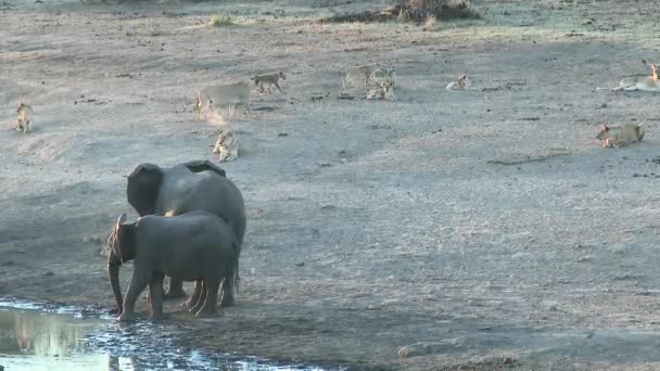 非洲象 Loxodonta Africana 恐吓一群狮子 Panthera Leo 以保护一个喝酒的少年 Kruger — 图库视频影像
