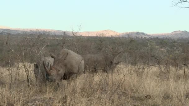 Rinoceronte Blanco Ceratotherium Simum Tres Juntos Pastando Entre Arbustos Kruger — Vídeo de stock