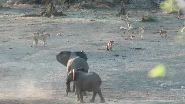 Afrikai Elefánt Loxodonta Africana Megfélemlítve Egy Oroszláncsoportot Panthera Leo Kruger — Stock videók