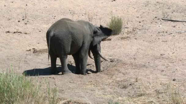 Elefante Africano Loxodonta Africana Bebendo Água Buraco Leito Seco Rio — Vídeo de Stock