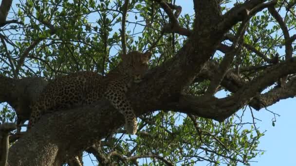 Leopardo Panthera Pardus Rilassante Sbadigliante Ramo Maasai Mara Kenya — Video Stock