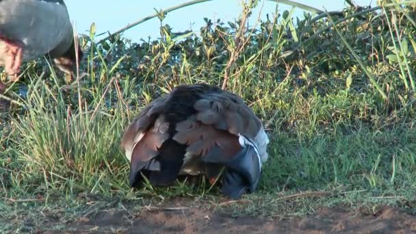 Oca Egiziana Alopochen Aegyptiaca Con Pulcini Nascosti Sotto Ali Riscaldarsi — Video Stock