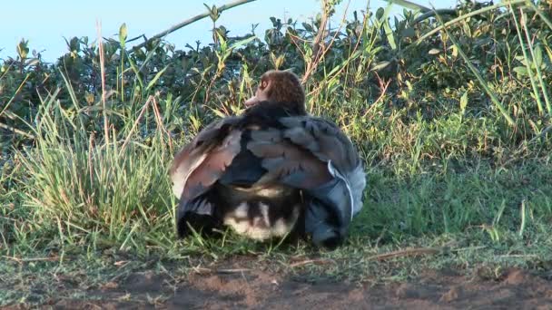 Oca Egiziana Alopochen Aegyptiaca Con Pulcini Nascosti Sotto Ali Riscaldarsi — Video Stock