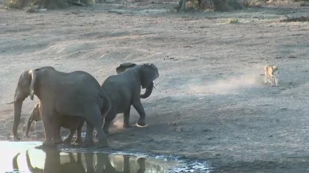 Elefante Africano Loxodonta Africana Perseguindo Grupo Leões Panthera Leo Perto — Vídeo de Stock