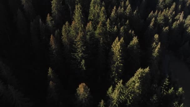 Aerial View Beautiful Softwood Forest Alps Sunny Day — Stock video