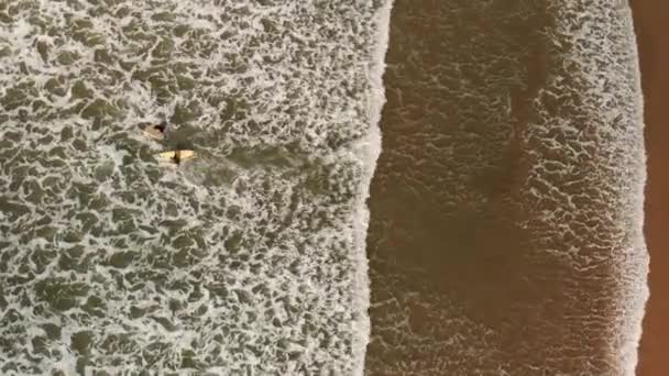 Aerial Shot Two Female Surfers Paddling Out Surf — Stock Video