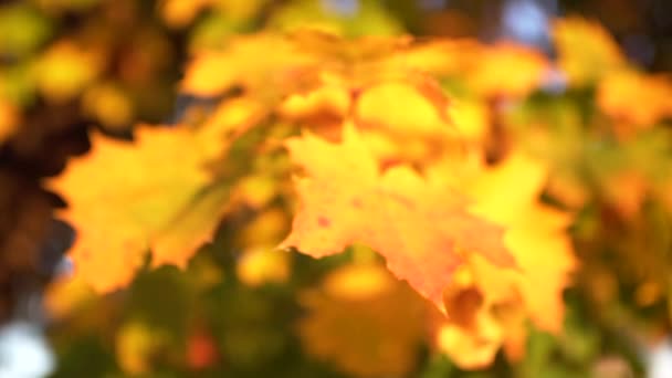 Сонце Через Осіннє Листя — стокове відео
