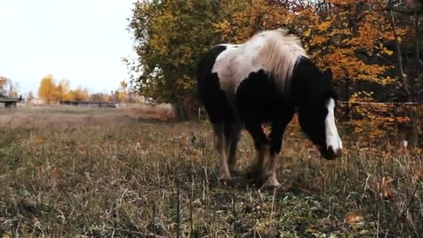 Horse Atumn Paddock — Αρχείο Βίντεο