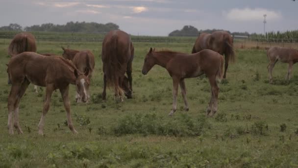 Mooie Merries Jonge Veulens Grazen Een Veld Bij Zonsondergang — Stockvideo