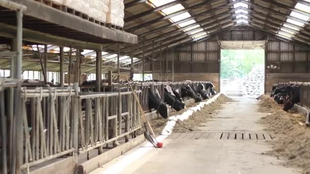 Τηγάνι Αγελάδων Που Τρώνε Στον Αχυρώνα — Αρχείο Βίντεο
