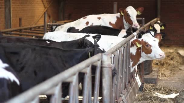 Vaches Debout Dans Grange — Video